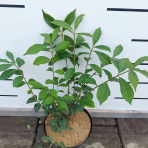 Bršlen krídlatý (Euonymus Alatus) - výška 15-25 cm, kont. C2L 